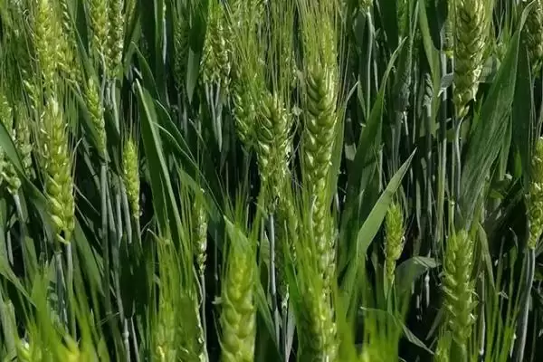 西农9112小麦种简介及半冬中早熟特性(西农9112小麦种简介及特性)?插图2 西农9112小麦种简介及半冬中早熟特性(西农9112小麦种简介及特性)?插图2