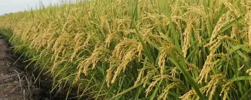 水稻品种选择要点介绍(选择水稻品种首先考虑生育期是否合适)?-会东网