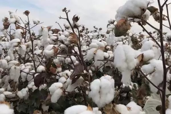 棉花常见病虫害及防治方法介绍(棉花不同病虫害防治方法不同)?插图1 棉花常见病虫害及防治方法介绍(棉花不同病虫害防治方法不同)?插图1