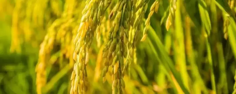 春两优5121水稻种子一般2月下旬至3月上旬播种(春两优5121水稻种子播种时间有何依据)？-会东网