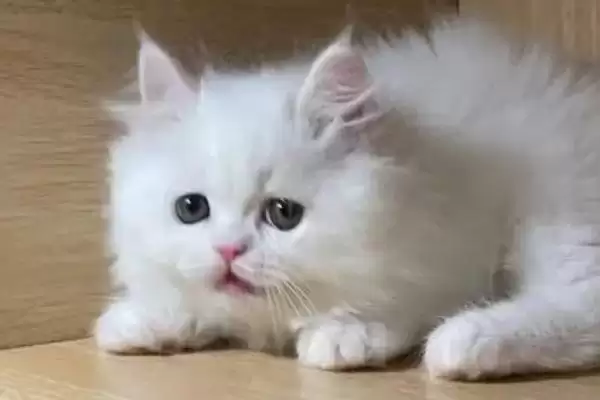 猫应激反应介绍(猫应激反应指对外界刺激的异常生理心理反应)？插图3