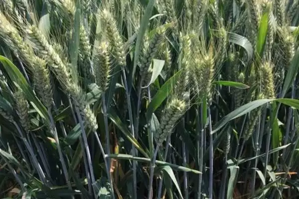 克春120930小麦品种特性、病虫害防治(克春120930小麦品种的特性,多雨年份注意防治赤霉病)?插图2 克春120930小麦品种特性、病虫害防治(克春120930小麦品种的特性,多雨年份注意防治赤霉病)?插图2