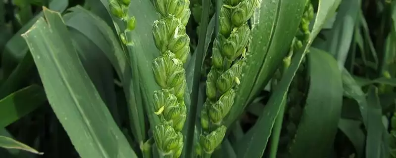 商麦156小麦品种播期介绍(商麦156适宜播期10月上中旬)？-会东网