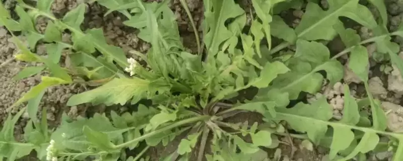 荠菜的生长环境相关情况(荠菜的生长环境,常见于麦田、小沟、稻田等地方)?-会东网