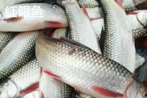 麦鲮鱼和红眼鱼区别介绍(麦鲮鱼圆鳞、吻钝、嘴阔与红眼鱼区别)?插图8 麦鲮鱼和红眼鱼区别介绍(麦鲮鱼圆鳞、吻钝、嘴阔与红眼鱼区别)?插图8