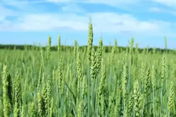 小麦出苗太稀处理方法及移密补稀要点(小麦出苗太稀咋处理及要点)？插图3