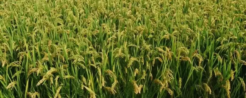 粳稻适宜种植海拔上限情况(粳稻适宜的种植海拔上限是多少,适宜种植海拔为1800米以上)?-会东网