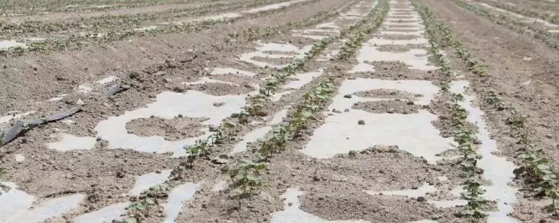 棉花育苗方法介绍(棉花播种前用温水浸种催芽育苗)？-会东网