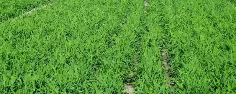 柴胡选择在沙壤土种植为佳(柴胡种植选择沙壤土有何优势)？-会东网