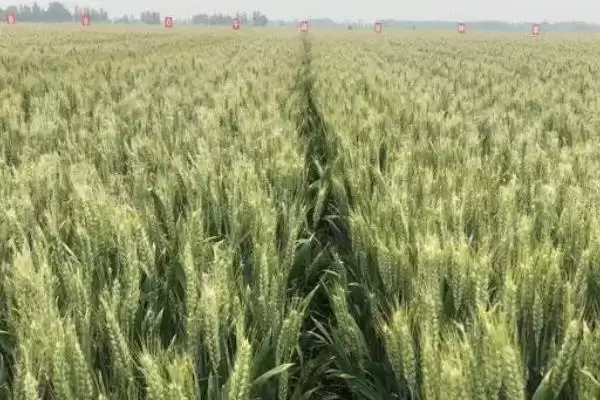 菏麦29小麦种子特征特性、病虫害防治(菏麦29小麦种子特征特性,注意防治叶锈病和纹枯病)?插图3 菏麦29小麦种子特征特性、病虫害防治(菏麦29小麦种子特征特性,注意防治叶锈病和纹枯病)?插图3