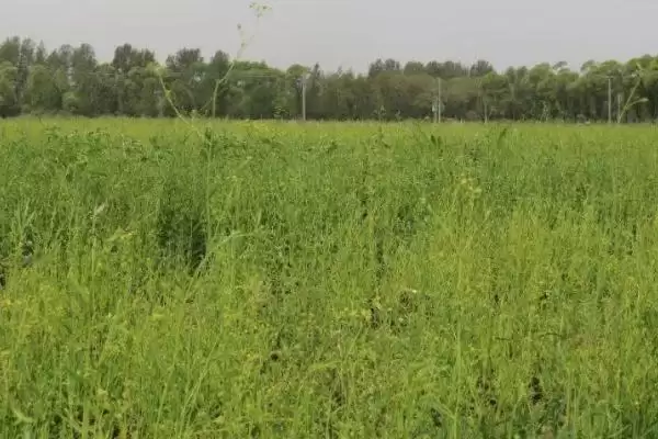 柴胡选择在沙壤土种植为佳(柴胡种植选择沙壤土有何优势)？插图3