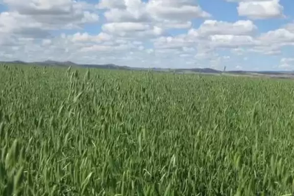 燕麦种子挑选方法及检查合格证要点(燕麦种子怎么挑选及合格证要点)?插图3 燕麦种子挑选方法及检查合格证要点(燕麦种子怎么挑选及合格证要点)?插图3