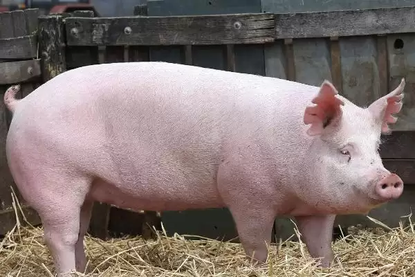 母猪催奶方法介绍(母猪可用黄瓜、韭菜等食物催奶)?插图1 母猪催奶方法介绍(母猪可用黄瓜、韭菜等食物催奶)?插图1