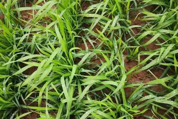 麦田杂草发生规律介绍(麦田杂草秋季发生密度高危害大)？插图1