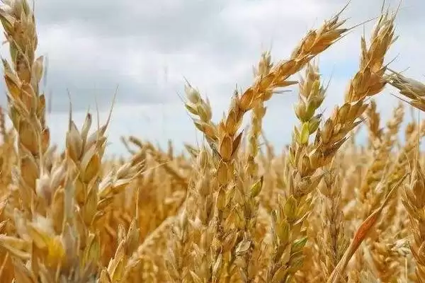 光明麦1415小麦种情况、施氮量(光明麦1415小麦种简介,全生育期每亩施纯氮16千克)?插图1 光明麦1415小麦种情况、施氮量(光明麦1415小麦种简介,全生育期每亩施纯氮16千克)?插图1