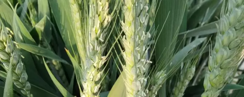 小麦穗尖发白原因及低温冻害等因素(小麦穗尖发白为啥及相关因素)？-会东网