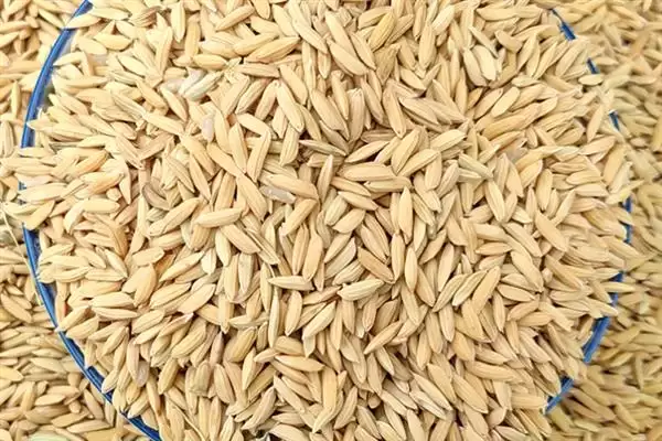 杂交水稻和普通水稻区别及分析(杂交水稻和普通水稻有啥区别及分析)？插图1