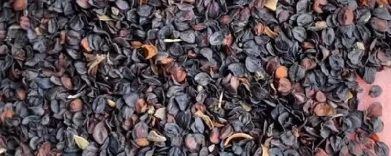 瞿麦种子选种方法介绍(瞿麦选生长健壮、无病虫害单株选种)?-会东网