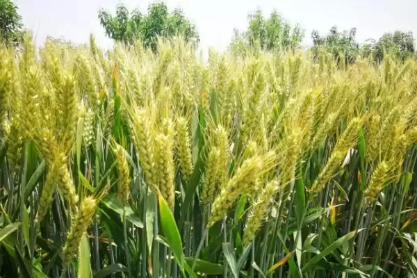 新春43号小麦种子介绍及杂草病虫害防(新春43号小麦种子介绍及病虫害防治)?插图2 新春43号小麦种子介绍及杂草病虫害防(新春43号小麦种子介绍及病虫害防治)?插图2