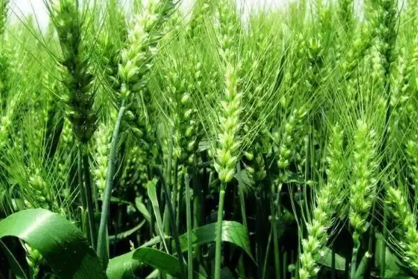 金钻九号小麦的特征特性、生育期(金钻九号小麦的特征特性，平均生育期为234天)？插图1