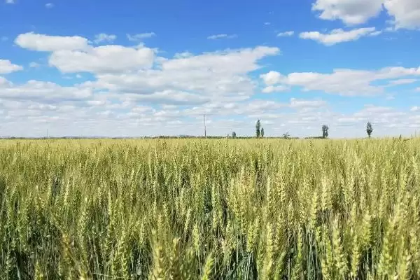 中植4号小麦种子介绍与平均生育期时长(中植4号小麦种子介绍及平均生育期)?插图1 中植4号小麦种子介绍与平均生育期时长(中植4号小麦种子介绍及平均生育期)?插图1