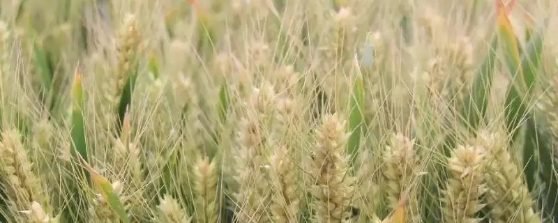 家硕99小麦种子特点、适宜基本苗数(家硕99小麦种子特点,每亩适宜基本苗14~22万)?-会东网