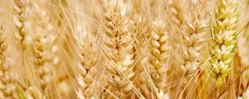 驻研198小麦种简介与生育期时长(驻研198小麦种简介及生育期)?插图 驻研198小麦种简介与生育期时长(驻研198小麦种简介及生育期)?插图