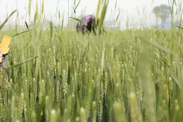 阎麦2037小麦品种简介与分蘖力强特性(阎麦2037小麦品种简介及分蘖力特性)？插图1