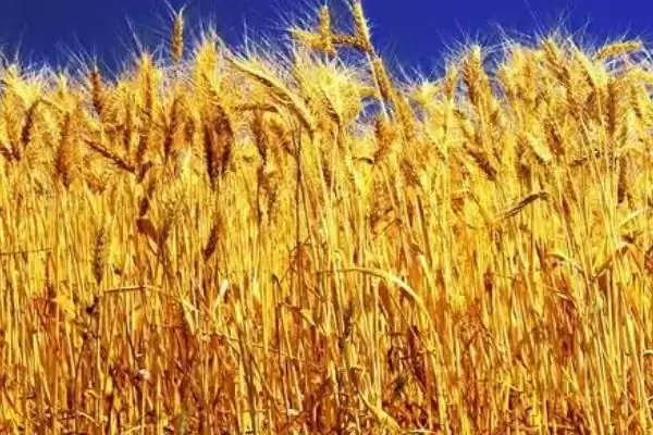 金钻九号小麦的特征特性、生育期(金钻九号小麦的特征特性，平均生育期为234天)？插图4