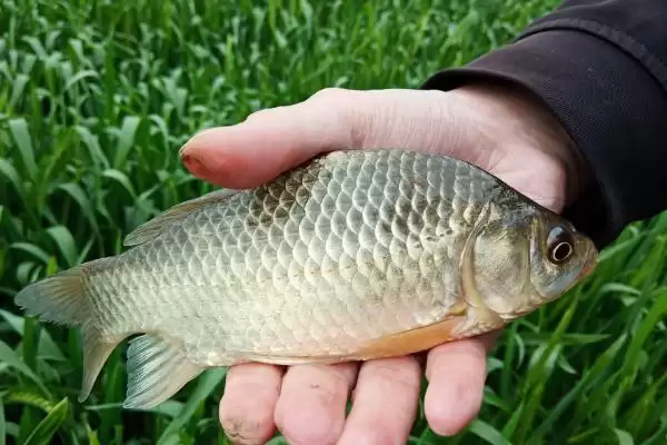 金袖鱼钩的常见程度相关情况(金袖鱼钩,是最常用的一种袖钩)?插图5 金袖鱼钩的常见程度相关情况(金袖鱼钩,是最常用的一种袖钩)?插图5