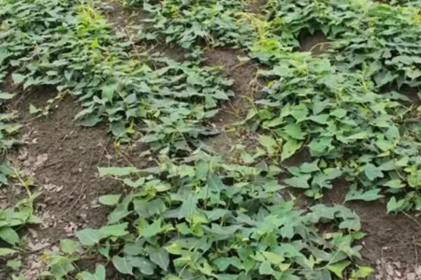 赤首乌栽培方法及栽后搭棚遮荫要点(赤首乌的栽培方法有哪些及搭棚要点)?插图3 赤首乌栽培方法及栽后搭棚遮荫要点(赤首乌的栽培方法有哪些及搭棚要点)?插图3