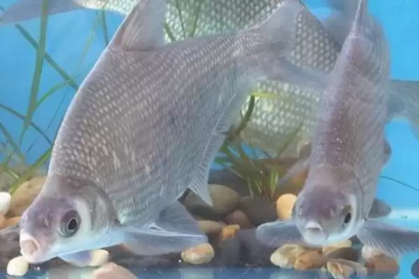 鳊鱼生长大小及常见个体重量情况(鳊鱼能长到多大及常见个体重量)？插图1
