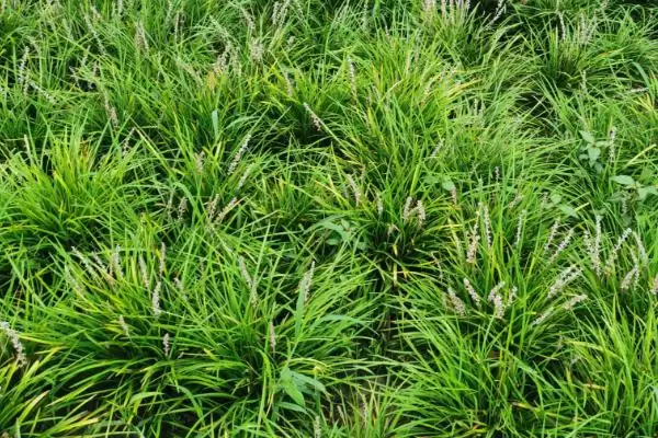 麦冬炭疽病症状及防治方法(麦冬炭疽病叶片现黄褐色小圆点及防治)？插图1