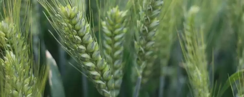 中迪麦607小麦品种特性与适宜基本苗数(中迪麦607小麦品种特性及适宜基本苗数)?-会东网