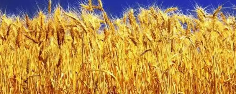 郑麦103特征特性与生育期时长(郑麦103特征特性及生育期)？-会东网