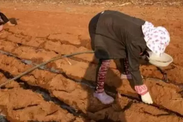 越冬菠菜种植时间与适宜气温条件(越冬菠菜什么时候种及适宜气温)?插图6 越冬菠菜种植时间与适宜气温条件(越冬菠菜什么时候种及适宜气温)?插图6