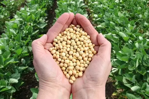 濮豆1802大豆品种播种量介绍(濮豆1802播种量每亩4-5kg)？插图2