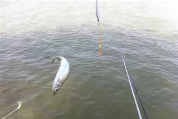 钓白条鱼的技巧相关要点(钓白条鱼的技巧,主流钓法是钓浮)?插图7 钓白条鱼的技巧相关要点(钓白条鱼的技巧,主流钓法是钓浮)?插图7