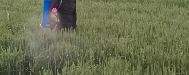 小麦管理及用药方法与生长阶段关系(小麦管理及用药咋做与生长阶段)？-会东网