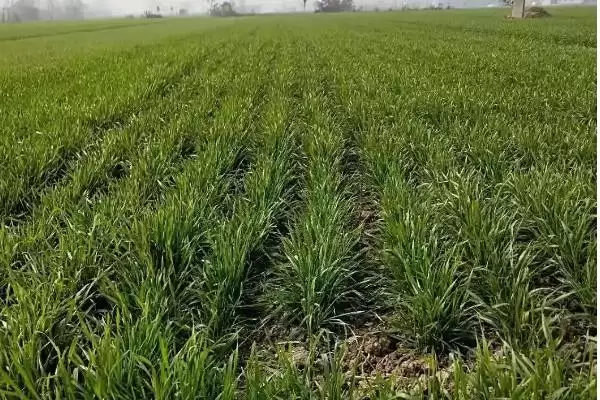 镇麦15品种简介与春性中熟品种特性(镇麦15品种简介及春性中熟品种特性)？插图7