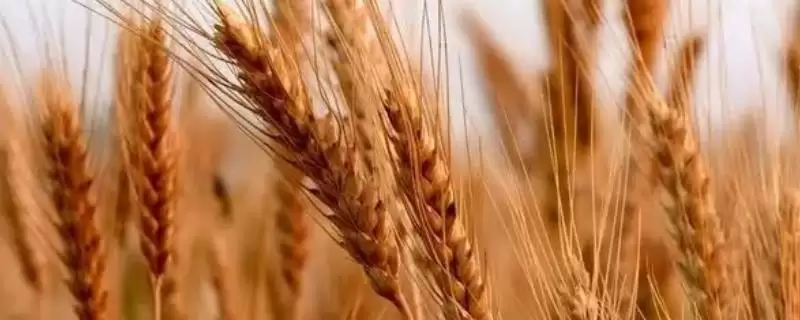 小麦出苗发黄解决方法及干旱处理措施(小麦出苗发黄咋解决及干旱措施)？-会东网