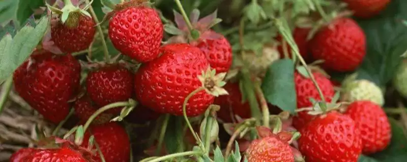 草莓常见品种及章姬佐贺清香等介绍(草莓的常见品种有哪些及介绍)?-会东网