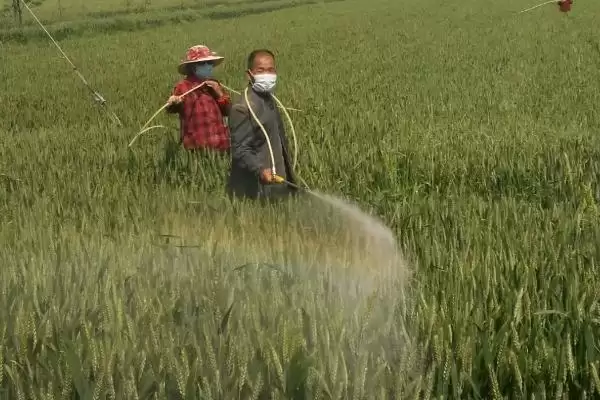 种植冬小麦除草时间及拔节初期用药(种植冬小麦何时除草及拔节初期用药)？插图2