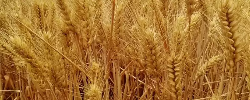 新春43号小麦种子介绍及杂草病虫害防(新春43号小麦种子介绍及病虫害防治)？-会东网