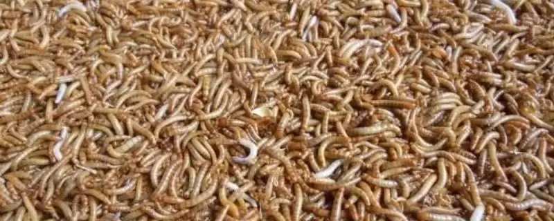 蛋白虫变成甲壳虫的饲养方法(蛋白虫变成甲壳虫怎么饲养，需配备网筛供成虫产卵使用)？-会东网