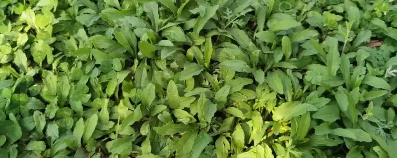 河南野菜的种类相关情况介绍(河南野菜的种类，你吃过哪几种)？-会东网