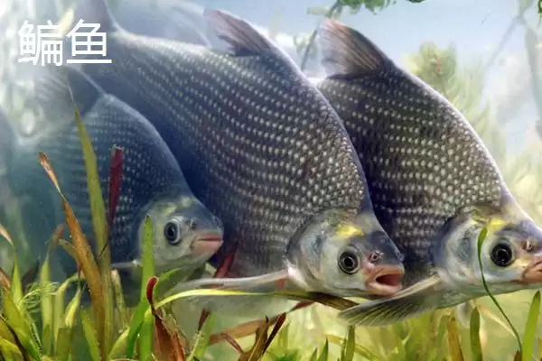 金版九一八饵料情况、适用场景(金版九一八饵料介绍,属于麦香型鱼饵且适合野钓)?插图7 金版九一八饵料情况、适用场景(金版九一八饵料介绍,属于麦香型鱼饵且适合野钓)?插图7