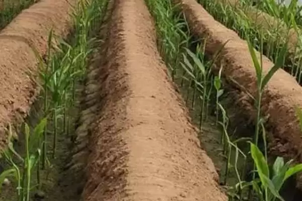 大姜可套种的植物有哪些(大姜能和什么植物套种，可套种大蒜、麦田等)？插图2