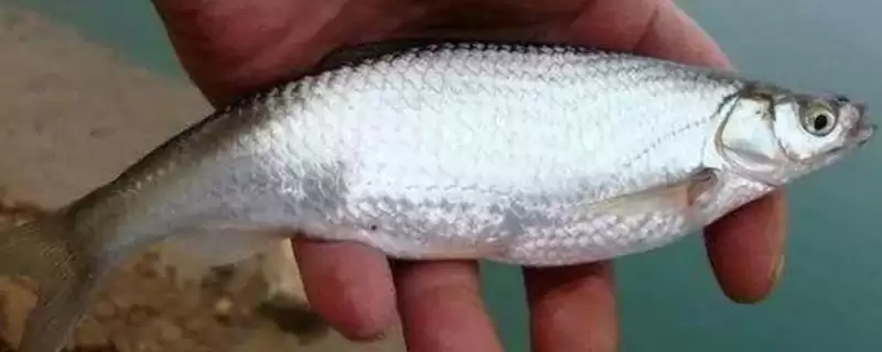 手竿钓白条鱼饵料选择(手竿钓白条鱼可选自然和商品饵料)?-会东网