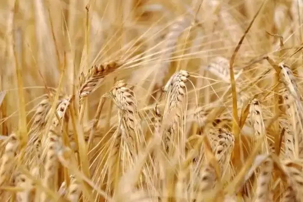 山农57小麦种播期介绍(山农57适宜播期10月1-15日)?插图2 山农57小麦种播期介绍(山农57适宜播期10月1-15日)?插图2